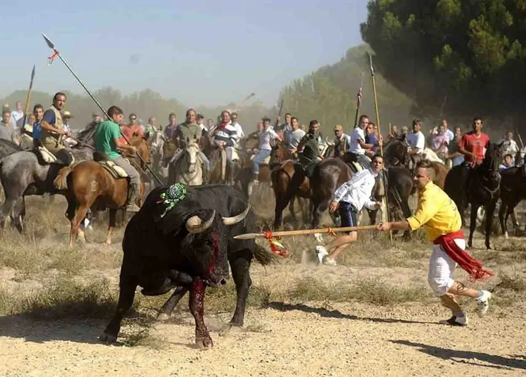 Imágenes del Toro de la Vega