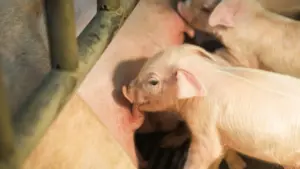 Un riñón de cerdo mantiene con vida nueve meses a un paciente: el avance que acerca los xenotrasplantes