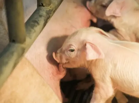 Un riñón de cerdo mantiene con vida nueve meses a un paciente: el avance que acerca los xenotrasplantes Un riñón de cerdo mantiene con vida nueve meses a un paciente: el avance que acerca los xenotrasplantes
