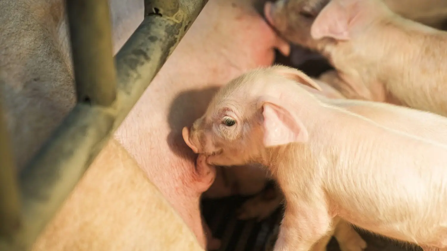 Un riñón de cerdo mantiene con vida nueve meses a un paciente: el avance que acerca los xenotrasplantes Un riñón de cerdo mantiene con vida nueve meses a un paciente: el avance que acerca los xenotrasplantes