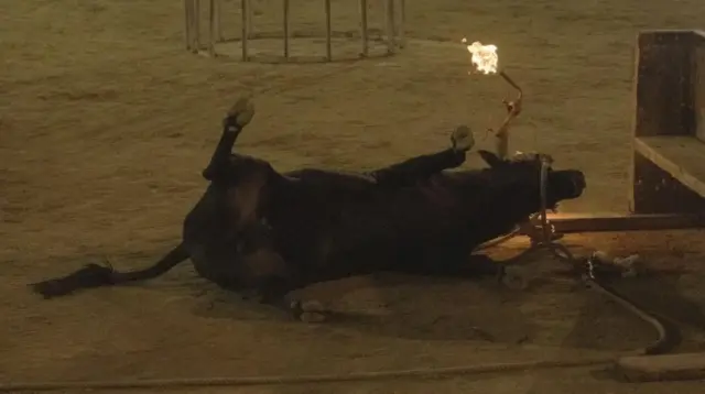 Los ayuntamientos financian 18.000 festejos crueles con animales cada verano: Millones en toros ardiendo, caballos que mueren en romerías y vaquillas lanzadas al mar