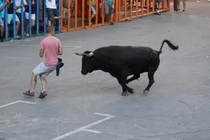 Un toro en las fiestas de bous al carrer