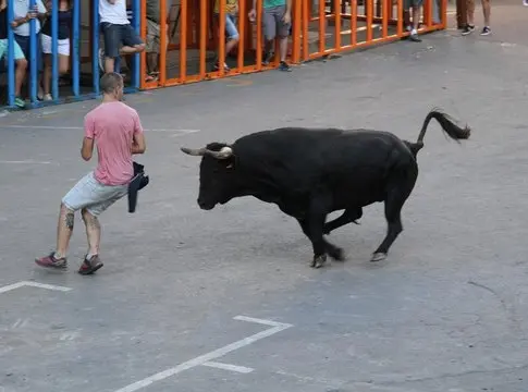 Un toro en las fiestas de bous al carrer Un toro en las fiestas de bous al carrer