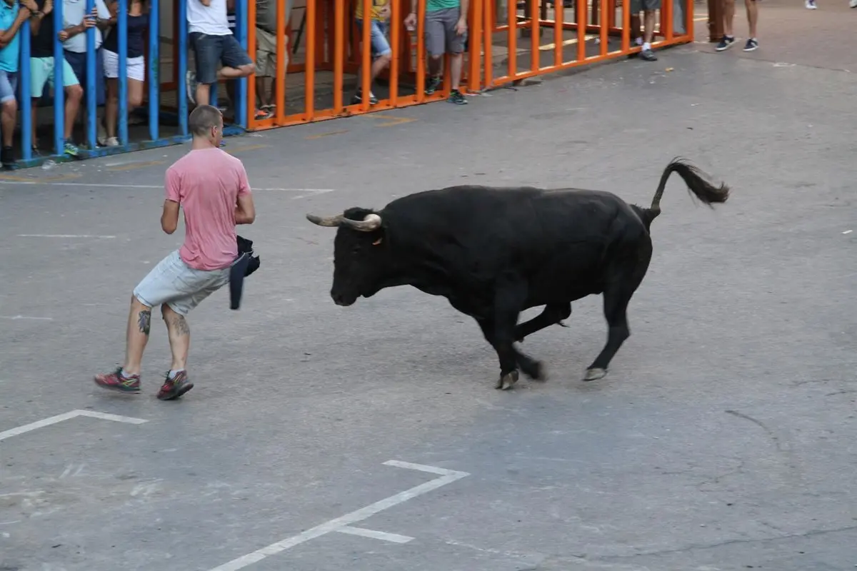 Un toro en las fiestas de bous al carrer Un toro en las fiestas de bous al carrer