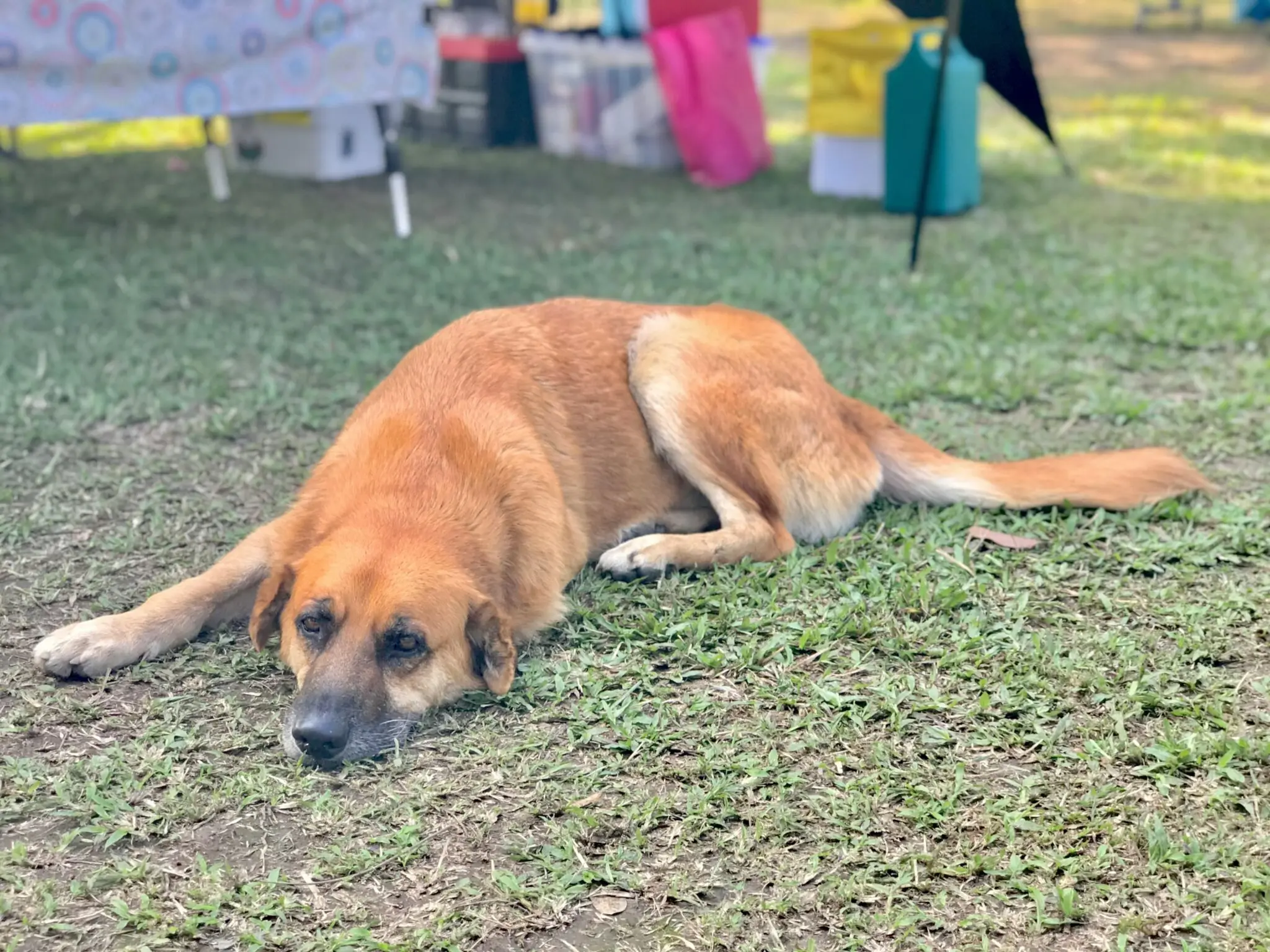 Más de 200 animales buscan hogar: la perrera de Bahía de Cádiz pide ayuda urgente para la adopción 1 acogida animales Bahía de Cádiz