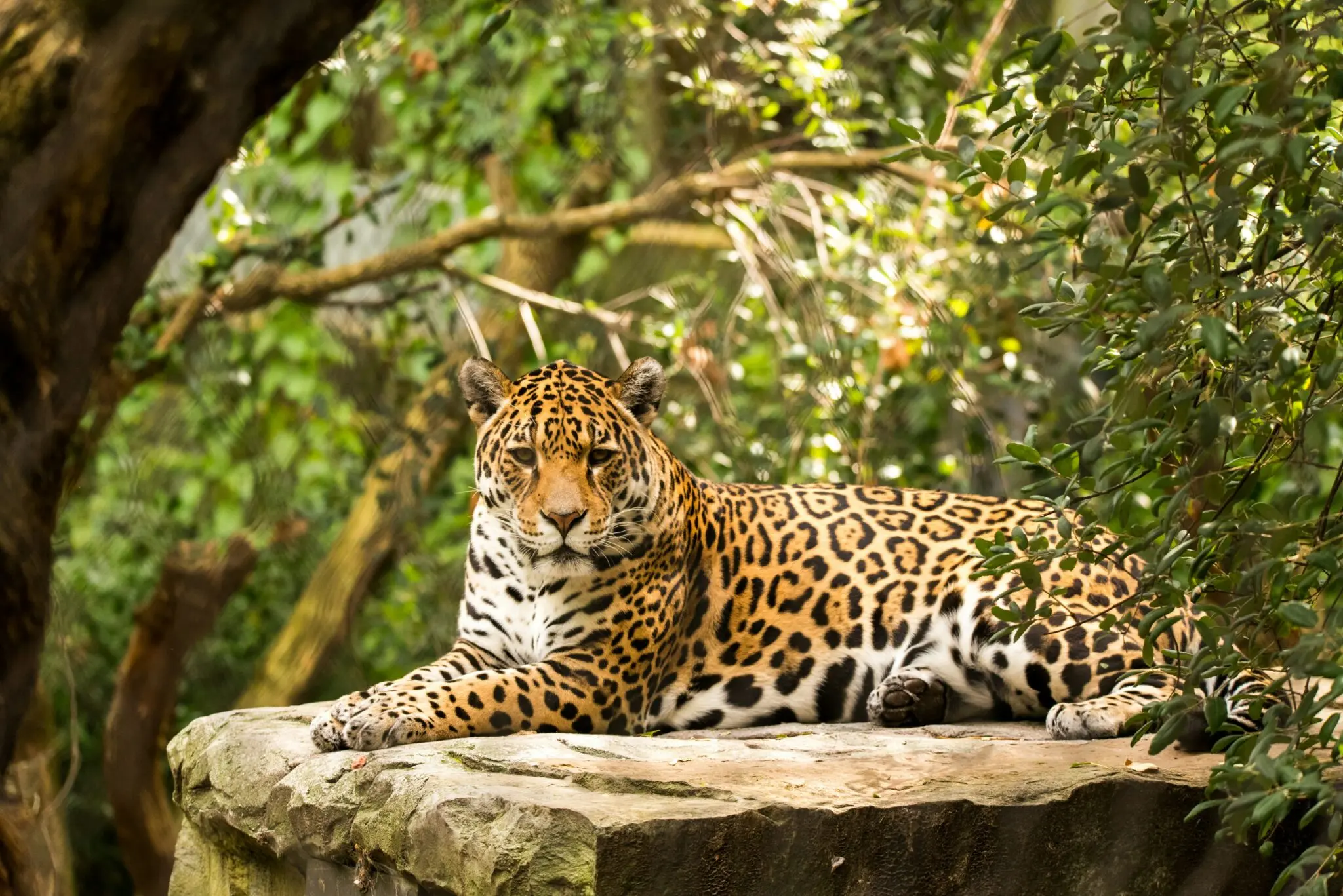 El comercio de vida silvestre del Amazonas al sudeste asiático crece 2 tráfico de especies amazónicas