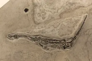 diplodocus Teruel