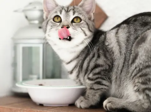 enfermedad-renal-cronica-gatos-insuficiencia-renal-1 insuficiencia renal gatos