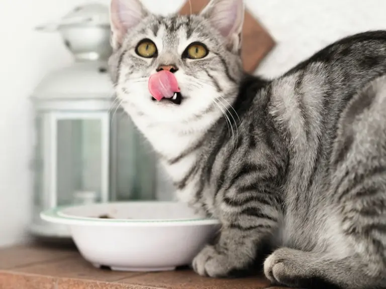 Un estudio revela cómo un nutriente puede ayudar a los gatos con enfermedad renal crónica