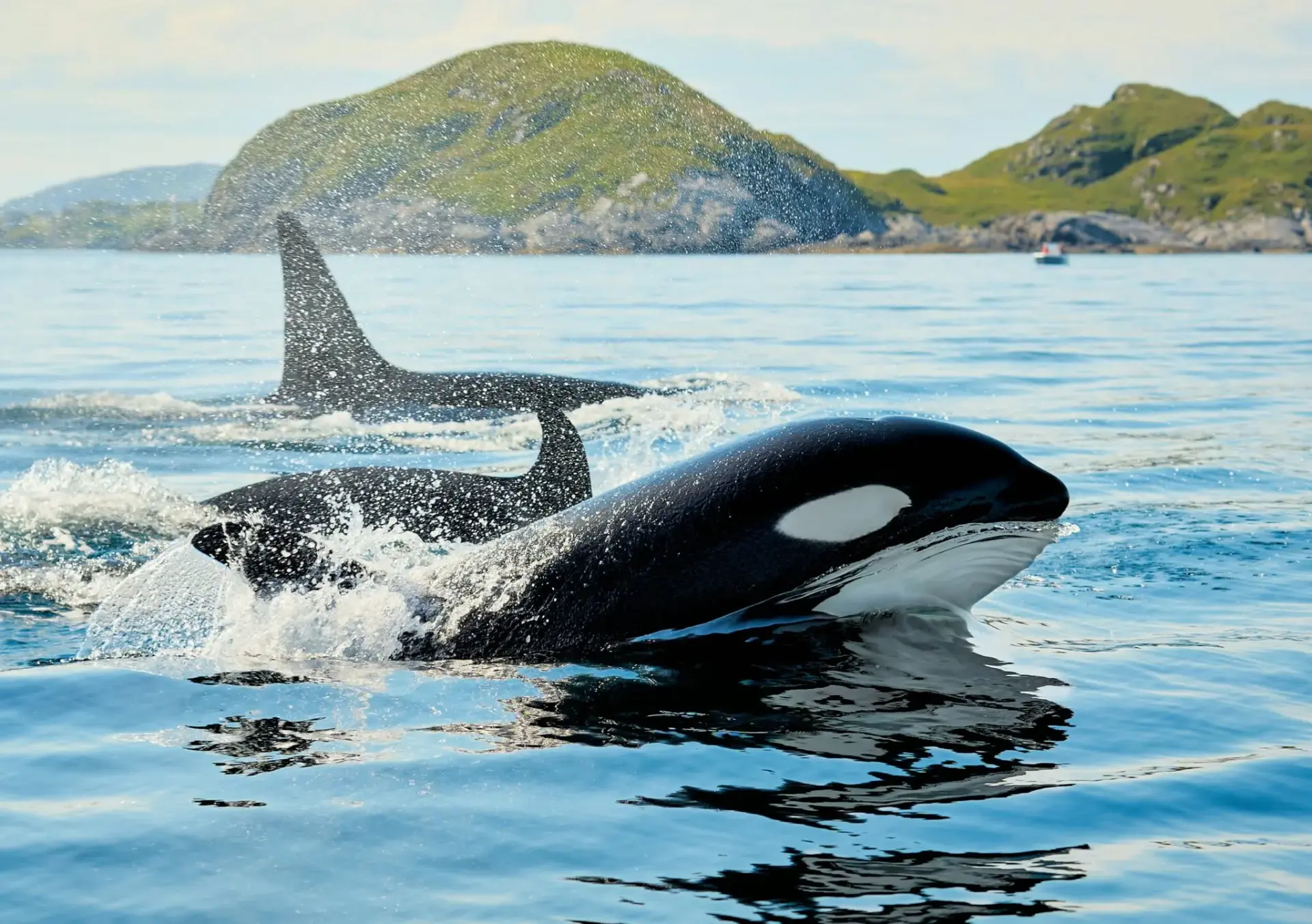 orca-toni-perdigones-fiscalia-portada orca Toñi perdigones