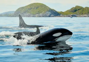 orca Toñi perdigones