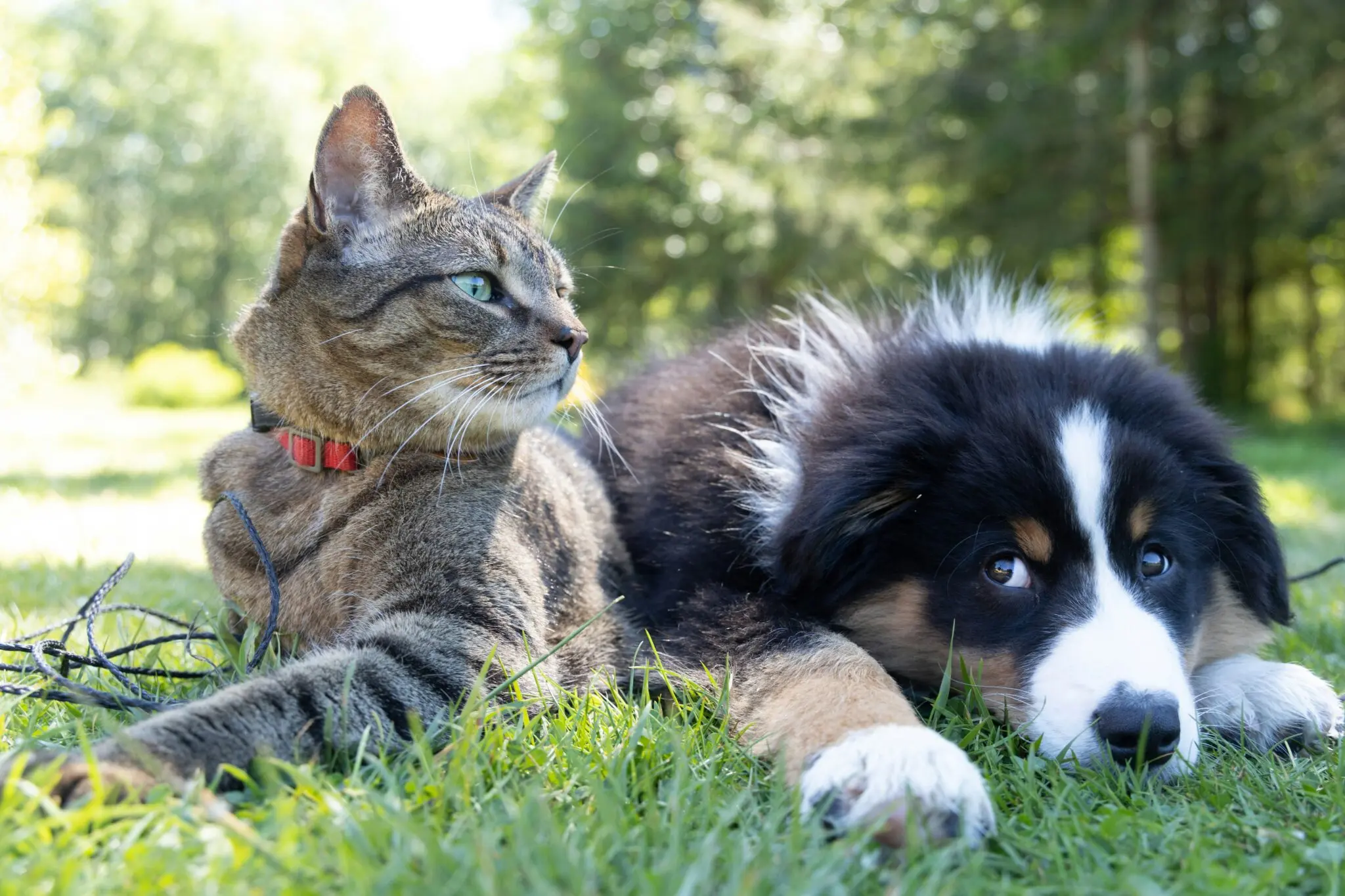 Europa estudia un pasaporte digital para mascotas y quiere unirlo a tu identidad digital 1 pasaporte perros y gatos