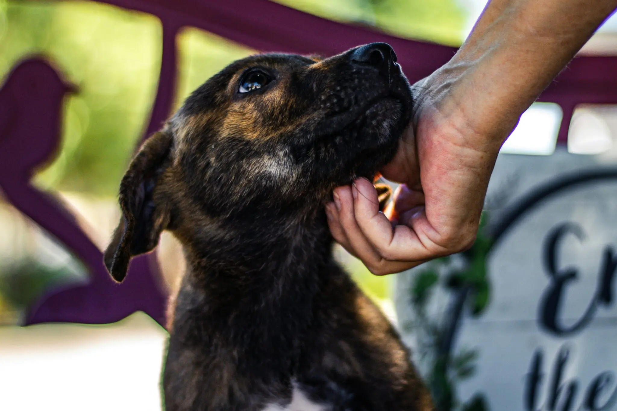 La segunda oportunidad de Nona: así ayuda FAADA a los perros de personas sin hogar 1 FAADA