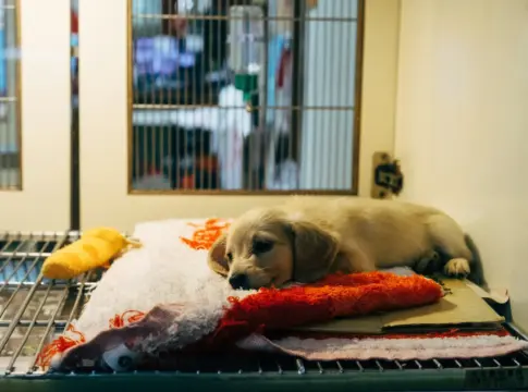 recuperacion-mascotas-heridas-mordedura-de-vibora-1 mordedura de víbora perro