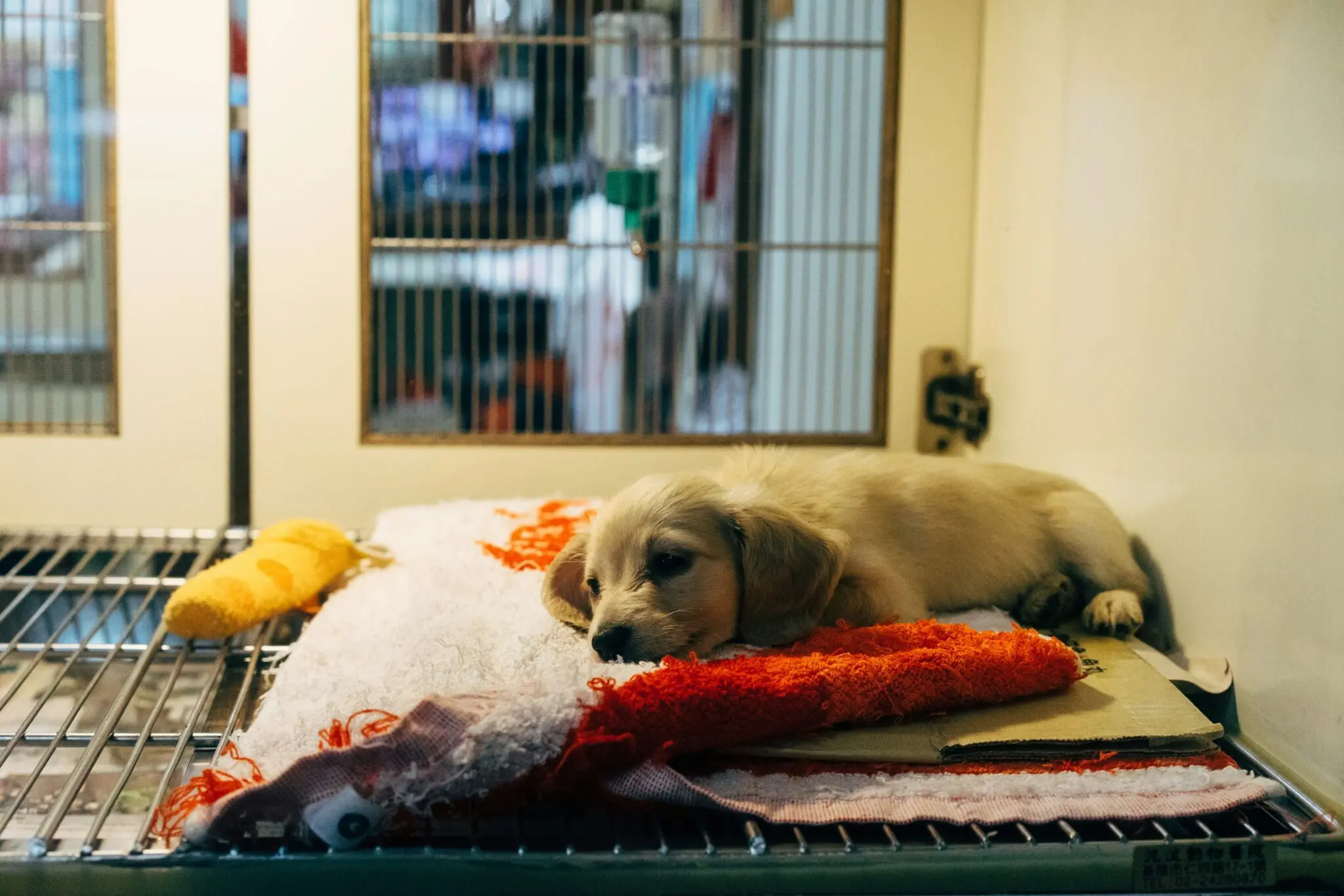 La recuperación de mascotas con heridas graves: mordedura de víbora, jauría y atropello 1 mordedura de víbora perro