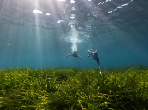Islas Baleares Haces de posidonia