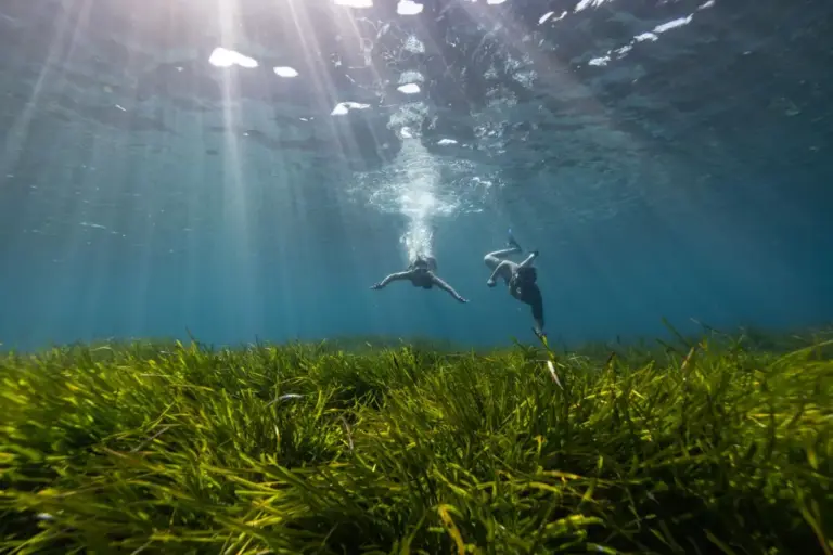 Asociación Vellmarí y la Bluewave Alliance plantan 100.000 haces de posidonia en las Islas Baleares
