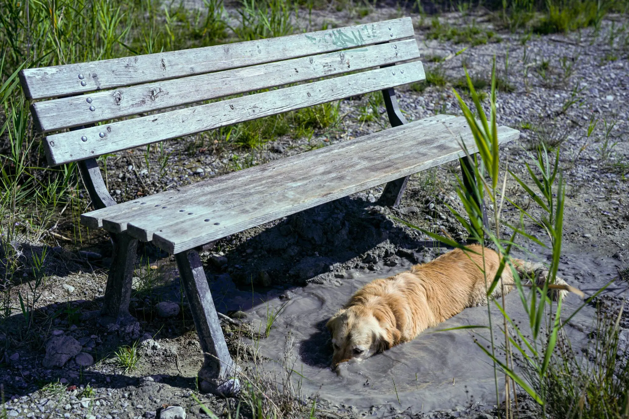 Cómo adiestrar a un perro rescatado: bienestar animal y refuerzo positivo en los rodajes 1 perro abandonado adiestramiento