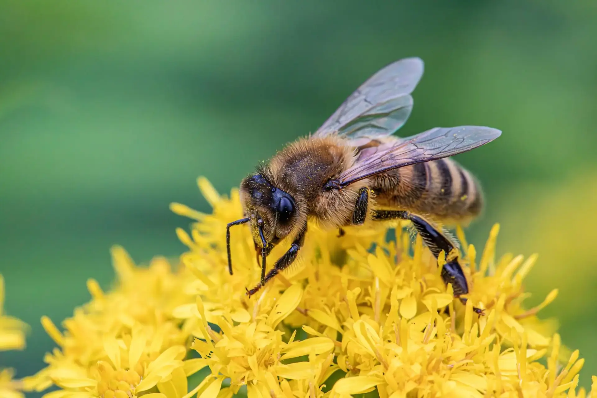 aguijon-abejas-bomba-veneno-doble-piston-portada aguijón de las abejas