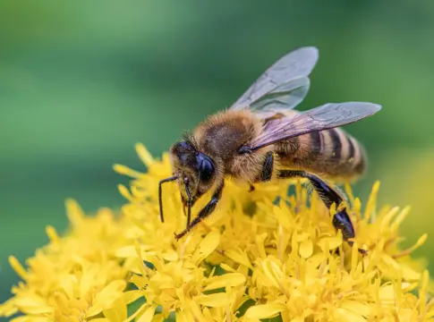 aguijon-abejas-bomba-veneno-doble-piston-portada aguijón de las abejas