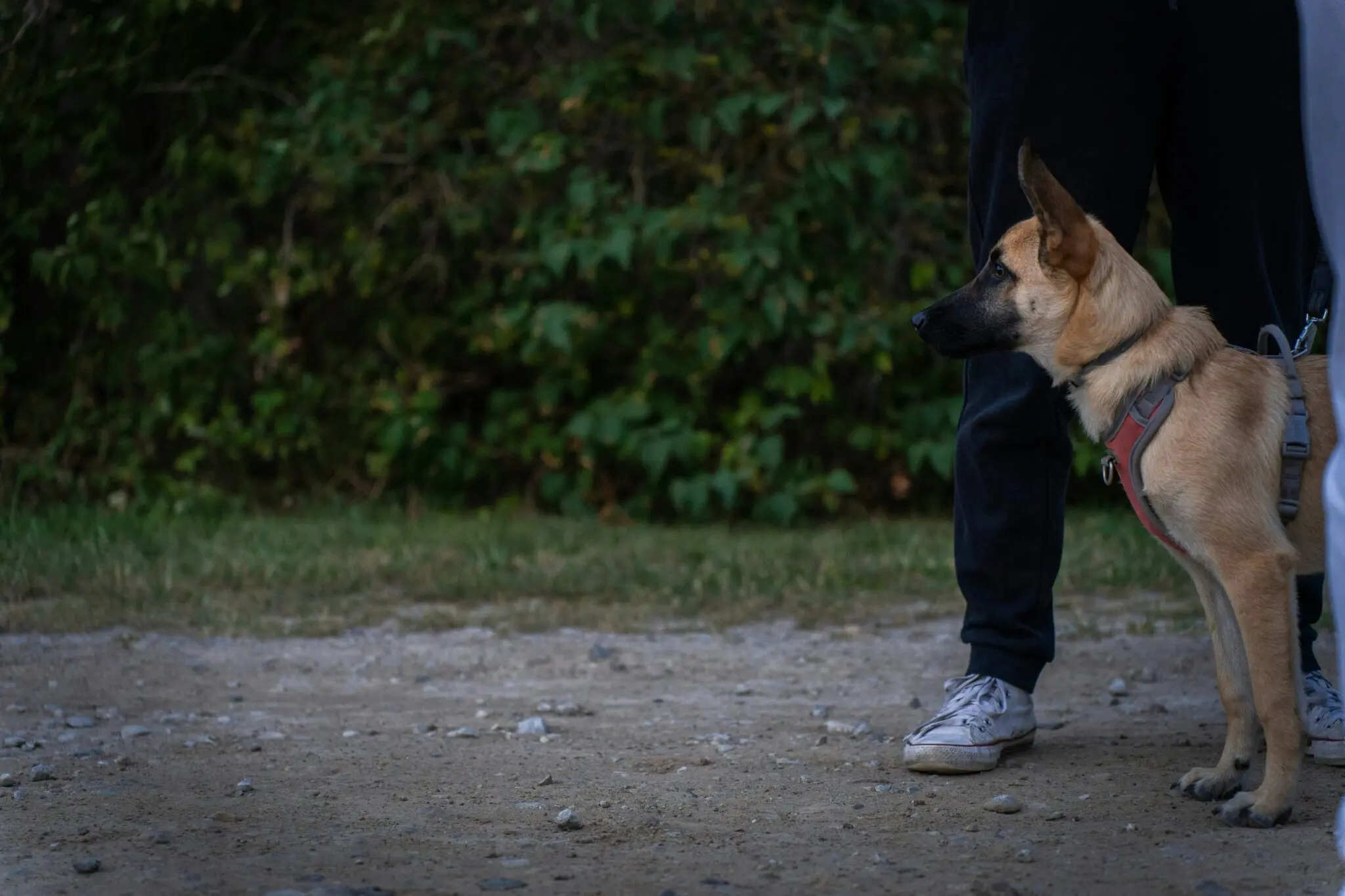 Ansiedad por separación en perros: cómo detectarla y enseñarle a quedarse solo sin estrés 1 perro se queda solo
