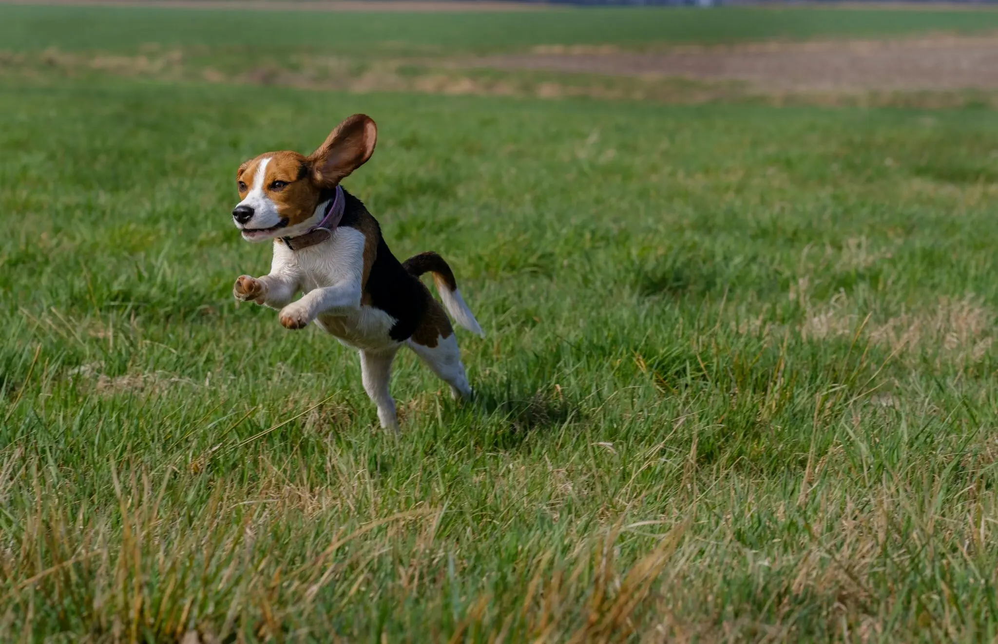 EEUU aprueba la 'Beagle Bill', la ley que impulsa la adopción de perros de laboratorio 1 perros de laboratorio