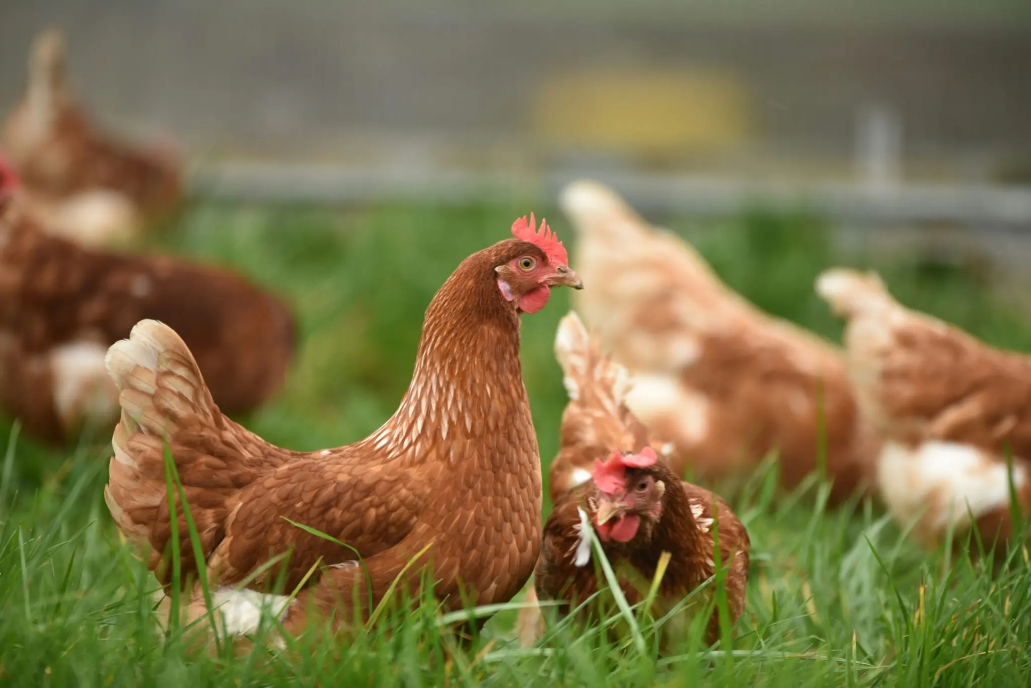La UE revisa el bienestar animal de los pollos de consumo y deja fuera las importaciones 1 importaciones carne de pollo