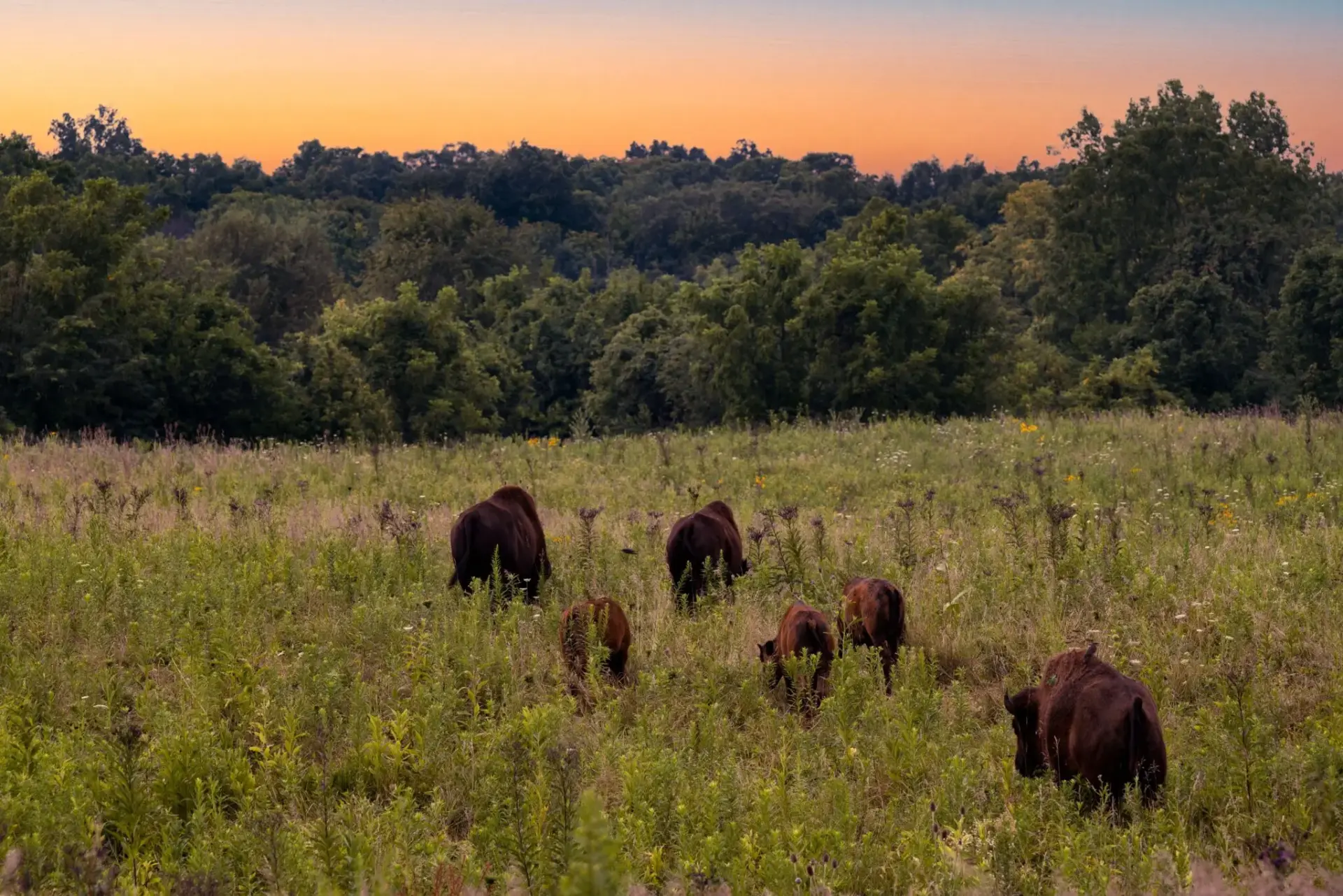 bisontes-en-palencia-reserva-publica-portada bisontes en Palencia