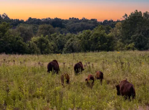 bisontes-en-palencia-reserva-publica-portada bisontes en Palencia