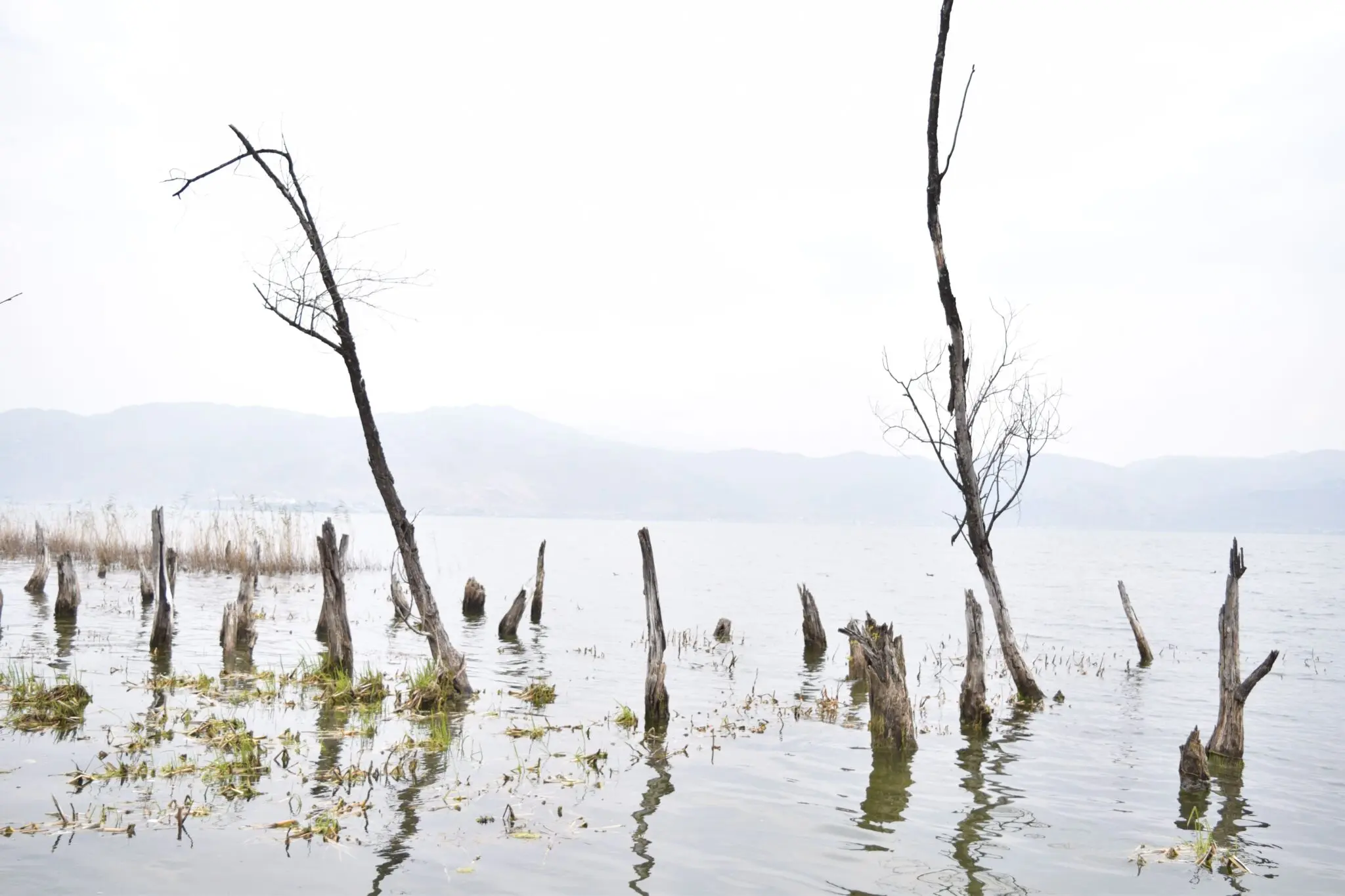 El bosque boreal, de sumidero a emisor de carbono por el calentamiento 3 calentamiento global