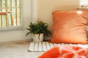 cactus de interior