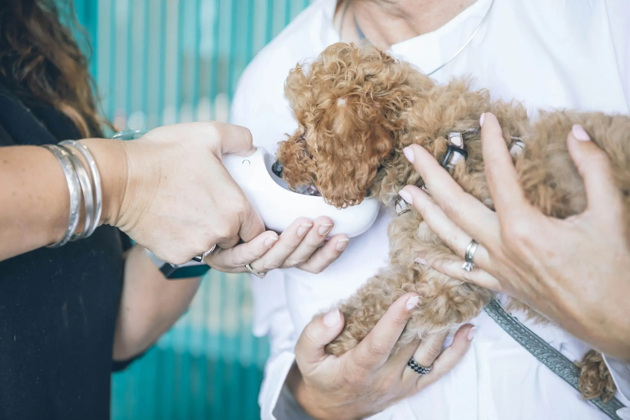 Calendario de vacunas y desparasitación del cachorro en España: qué toca y cuándo 1 desparasitación cachorro