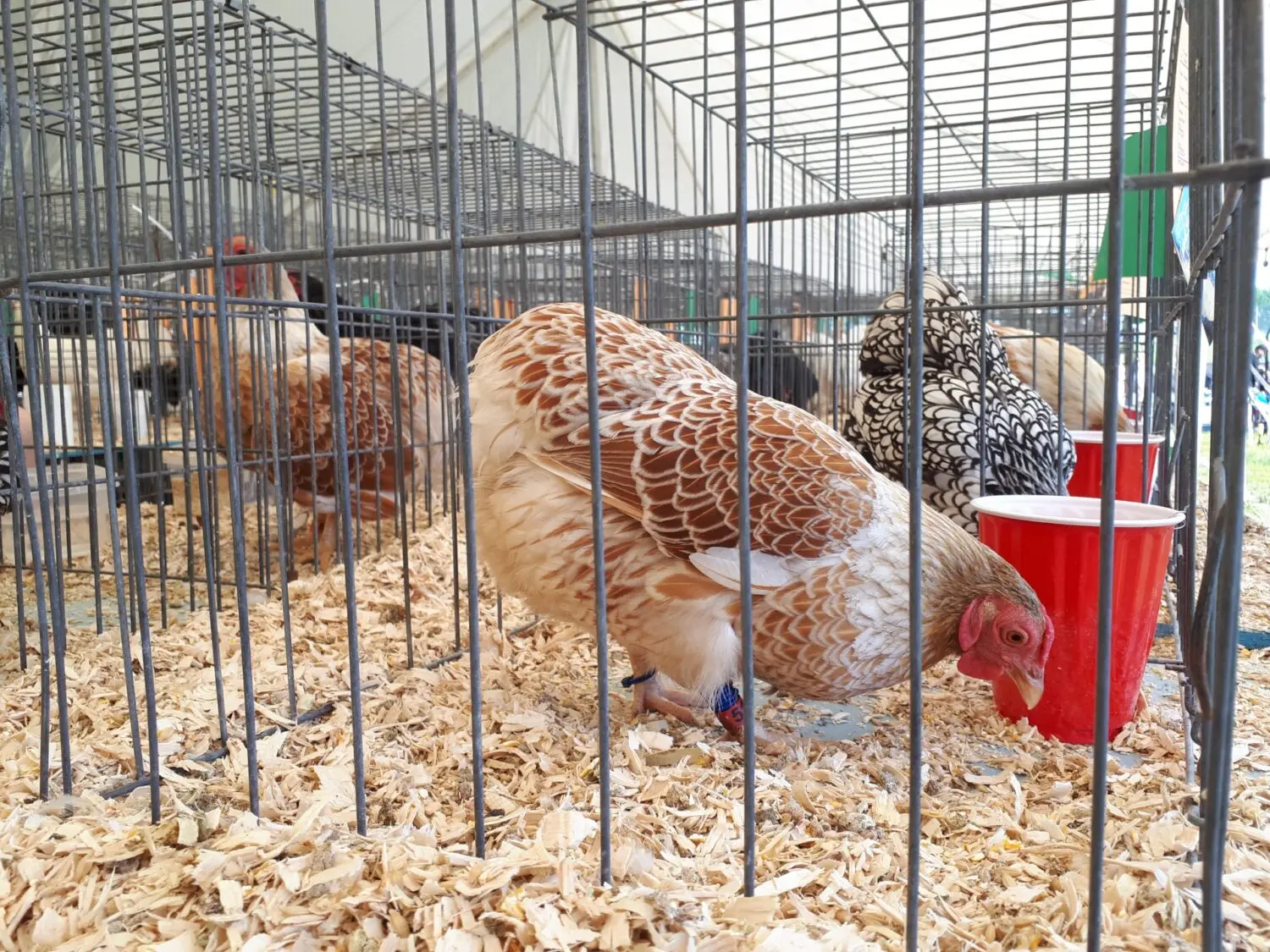 chickens-in-cages
