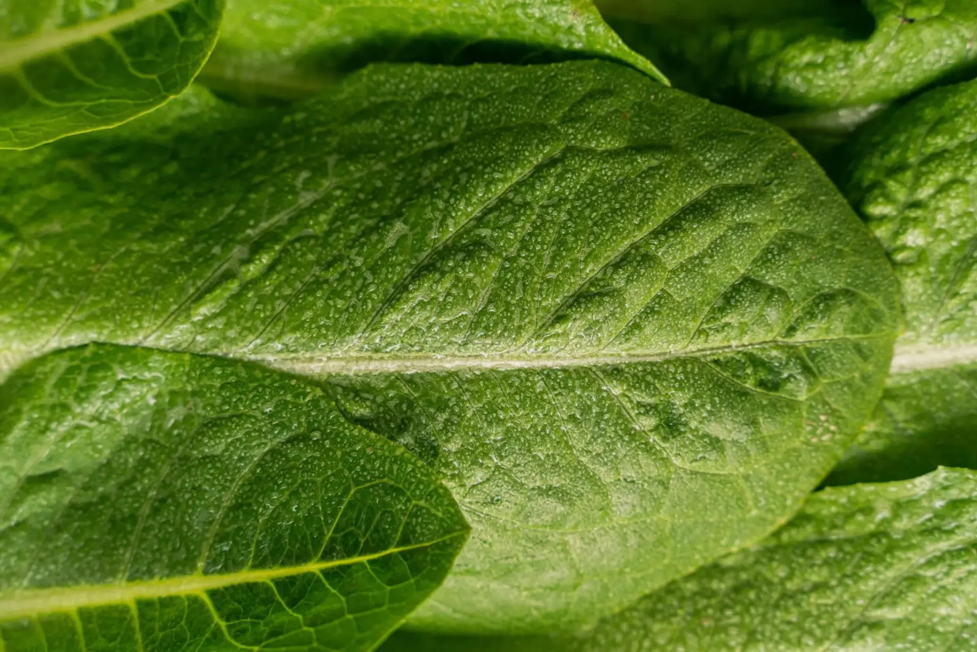 conservar-lechuga-fresca-60-dias-portada conservar la lechuga