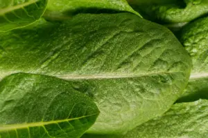 conservar la lechuga