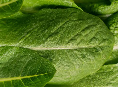 conservar-lechuga-fresca-60-dias-portada conservar la lechuga