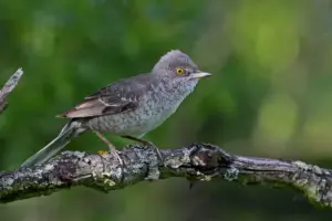 Un pájaro de 15 centímetros revoluciona Mieres: la curruca gavilana, vista solo 14 veces en España, llega a un parque de Asturias