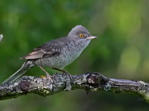 Un pájaro de 15 centímetros revoluciona Mieres: la curruca gavilana, vista solo 14 veces en España, llega a un parque de Asturias Un pájaro de 15 centímetros revoluciona Mieres: la curruca gavilana, vista solo 14 veces en España, llega a un parque de Asturias