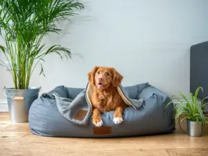 custodia perro divorcio