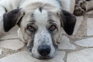 depresión en perros