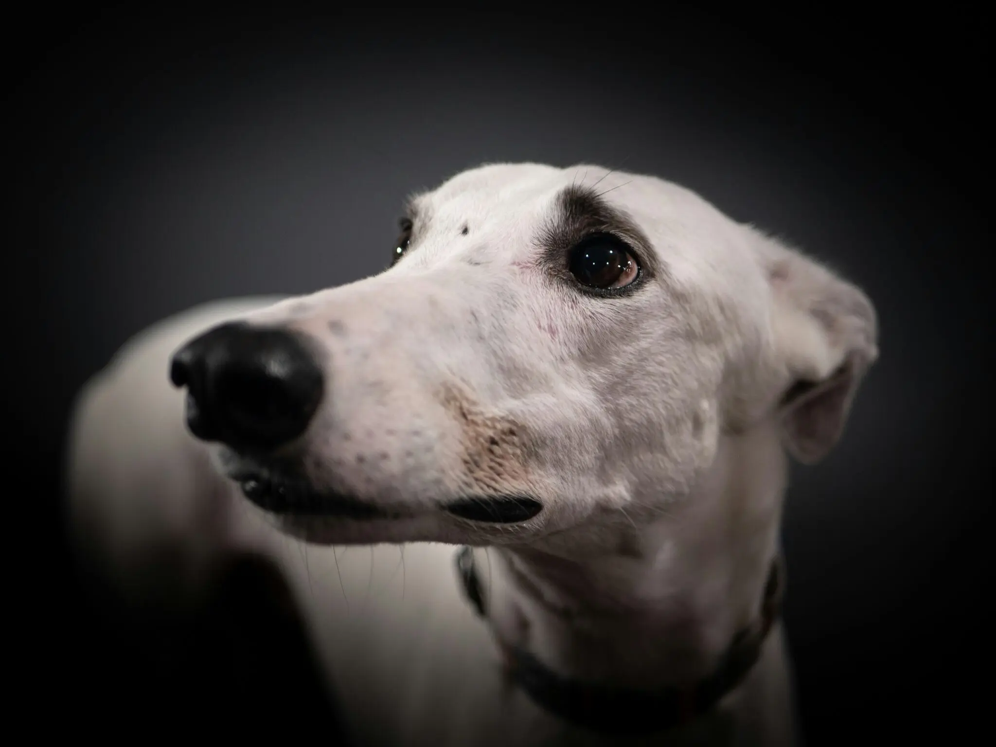 Bottle, la galga rescatada que inspira la manifestación del 4 de octubre contra el maltrato 1 Galgos del Sol