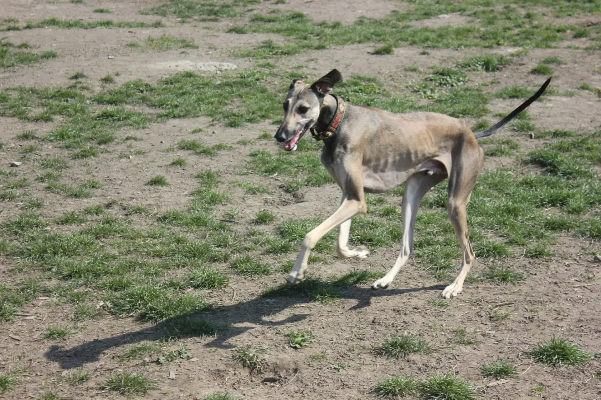 galgos-robados-fundacion-benjamin-mehner-portada galgos robados