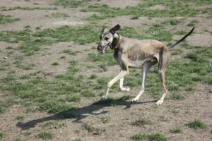 galgos robados