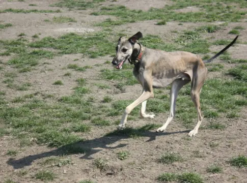galgos-robados-fundacion-benjamin-mehner-portada galgos robados