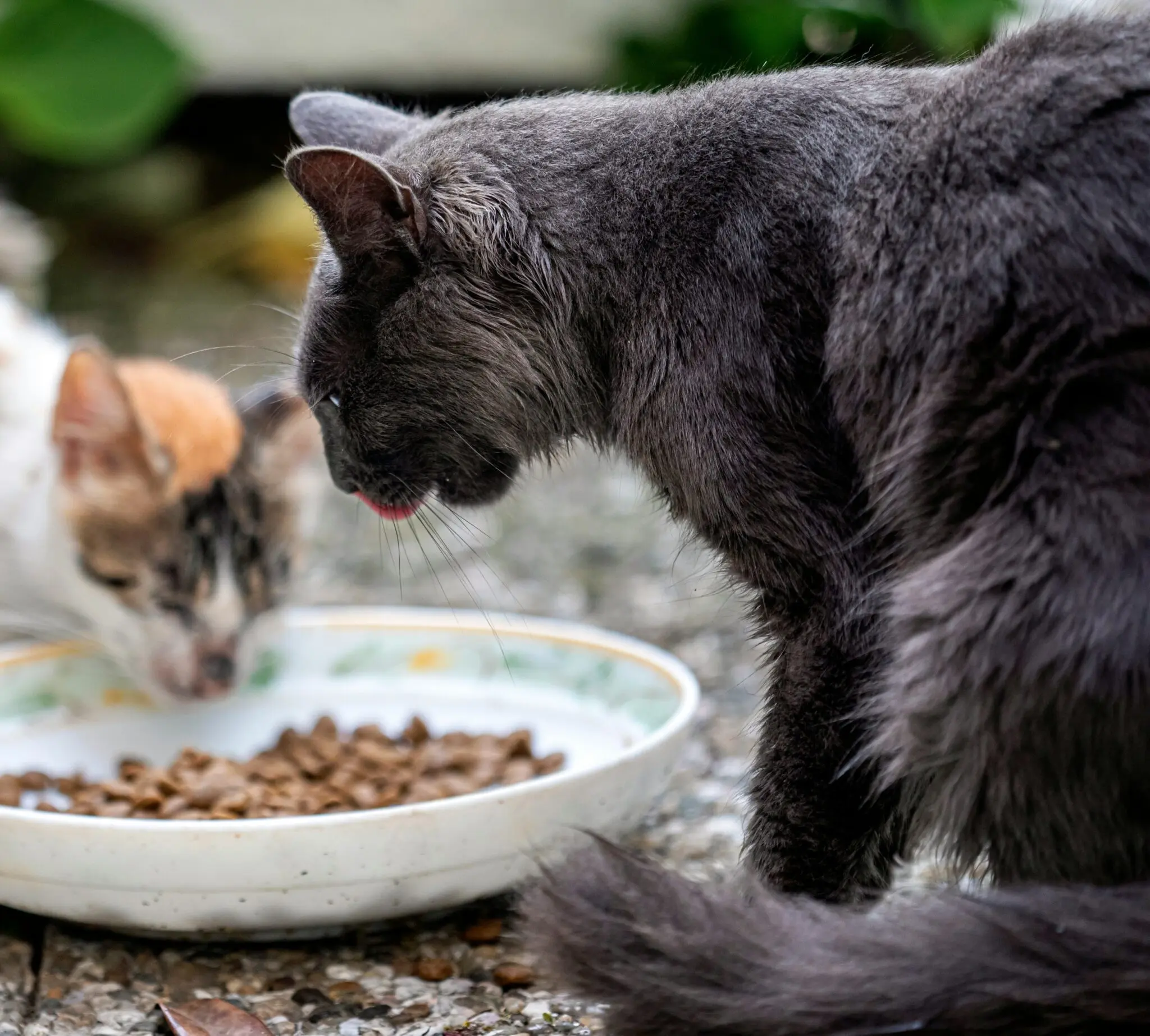 Los gatos inapetentes: cambiar el aroma de la comida reactiva su apetito, según un estudio japonés 1 alimentación gatos