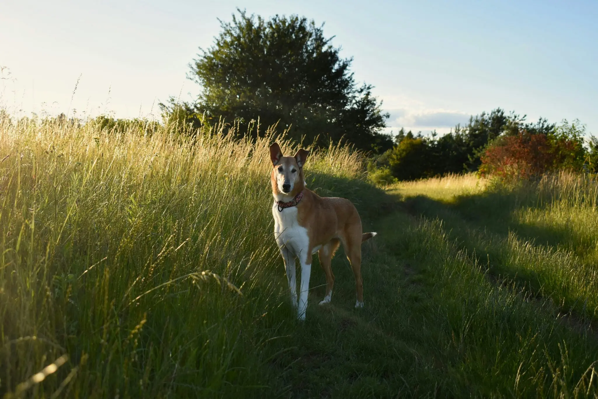 'Buen Camino, Río': la historia del podenco que cambió vidas humanas y también perrunas 1 podenco adoptado
