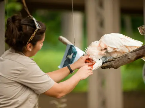 listado-positivo-animales-exoticos-espan-portada listado positivo de animales