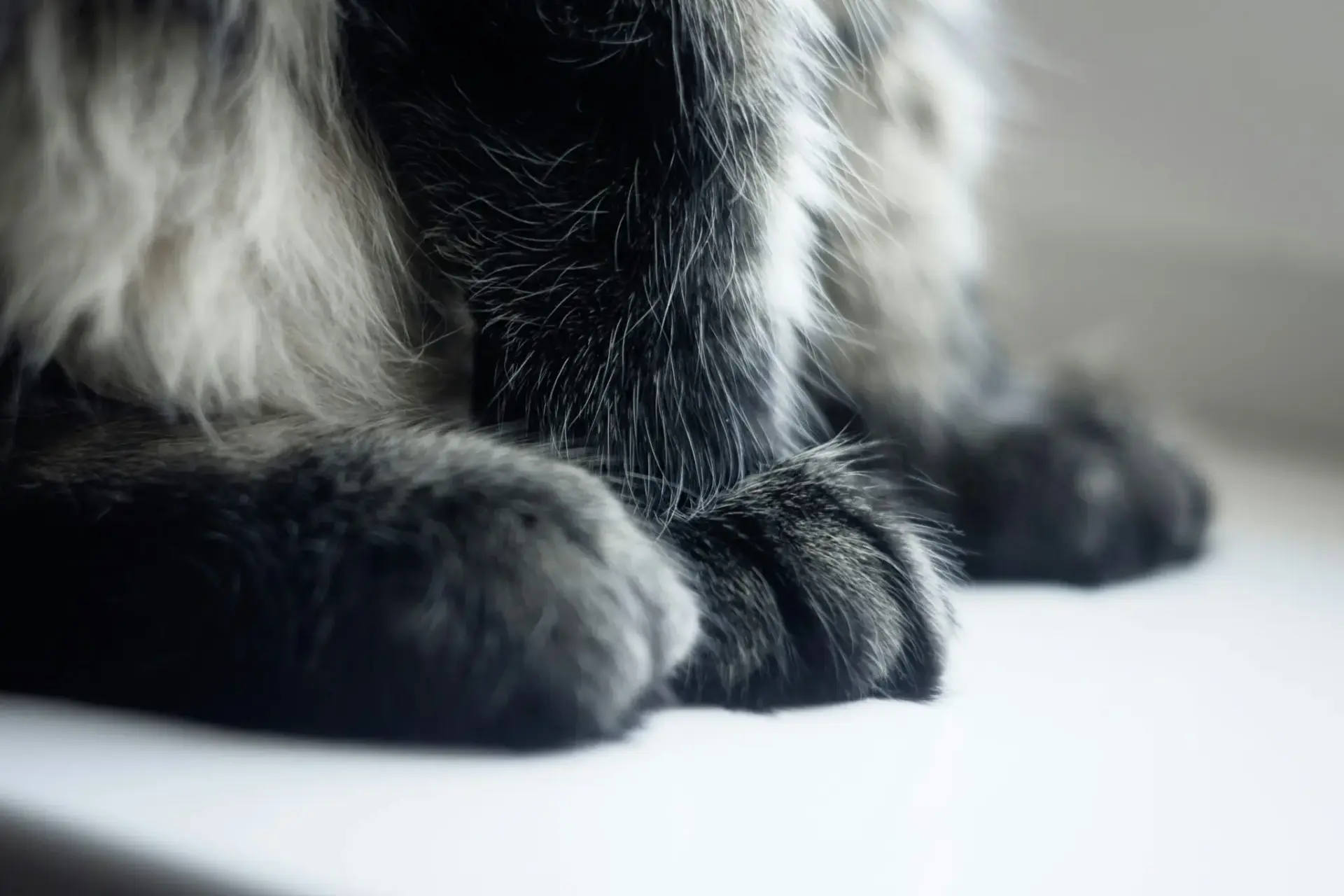 minoxidil-toxico-perros-gatos-portada minoxidil perros gatos
