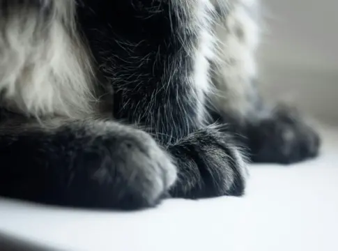 minoxidil-toxico-perros-gatos-portada minoxidil perros gatos