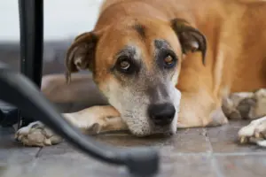 perros grandes viven menos